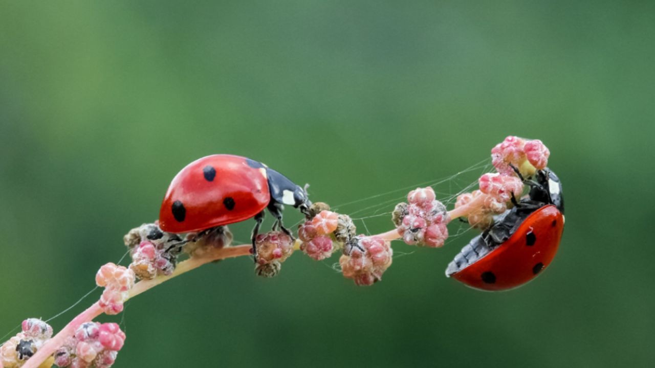 Primo piano coccinelle