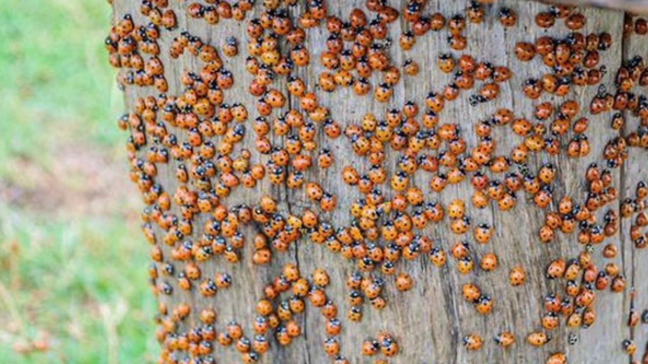 Coccinelle sul legno