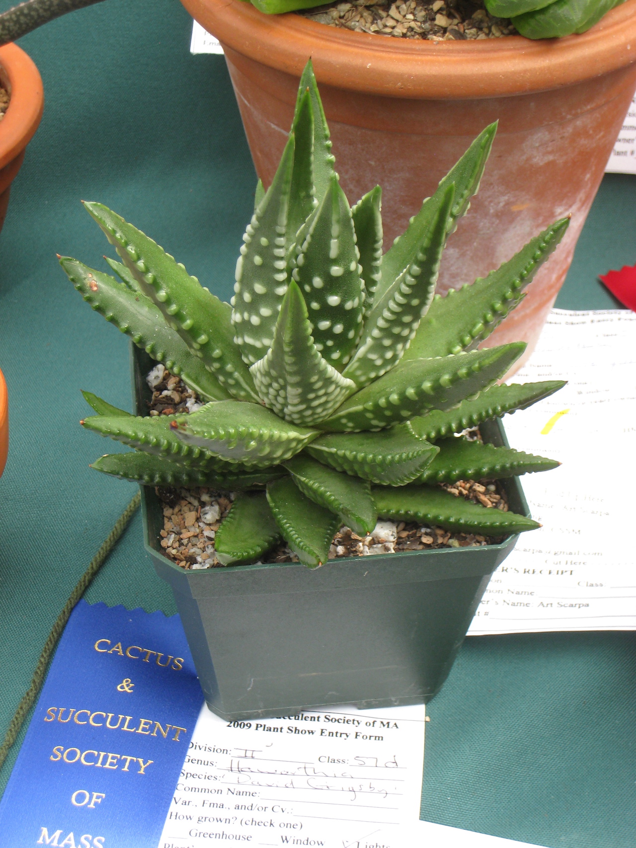 Piantina di Haworthia