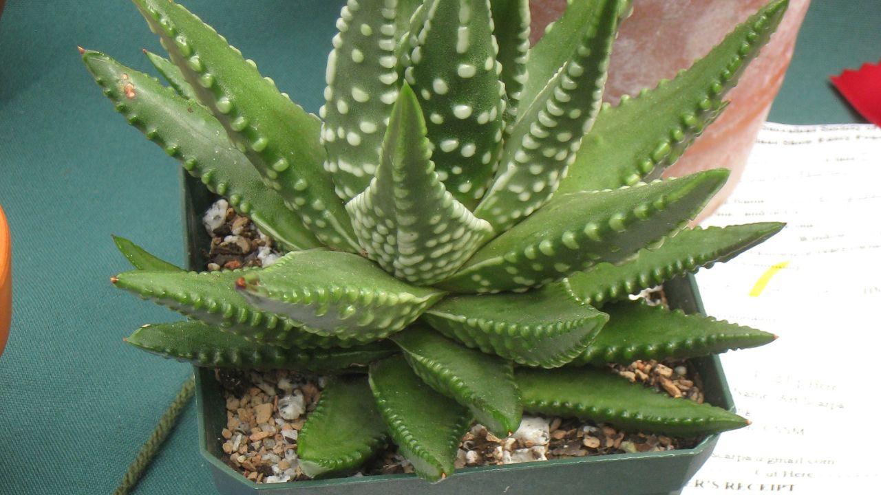 Foglie Haworthia