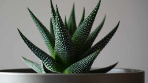 Haworthia, come coltivare la pianta super resistente