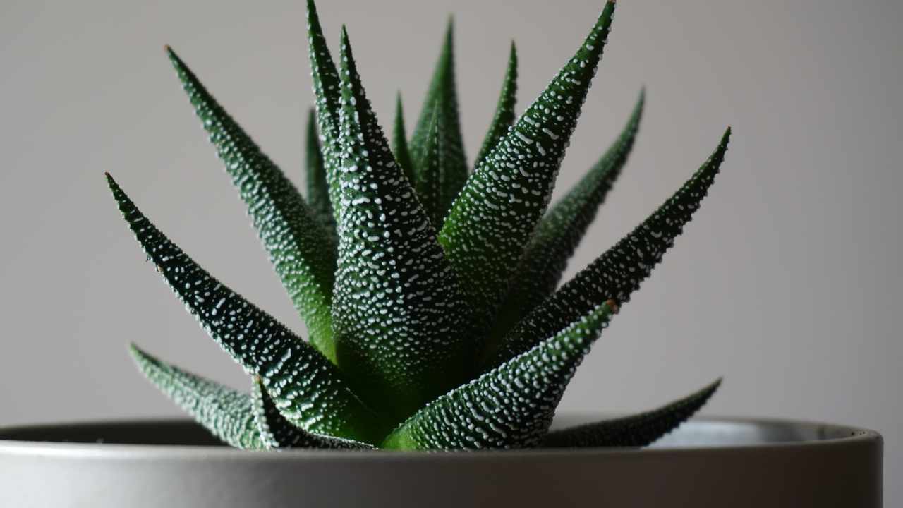 Haworthia