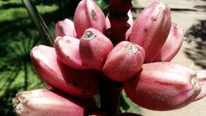 Pink banana: curiosità sulla banana rosa