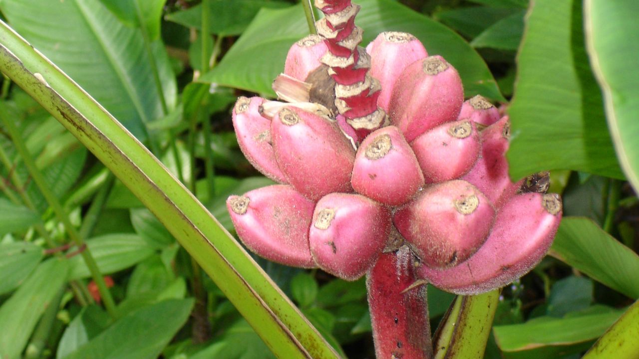 Banane di colore rosa