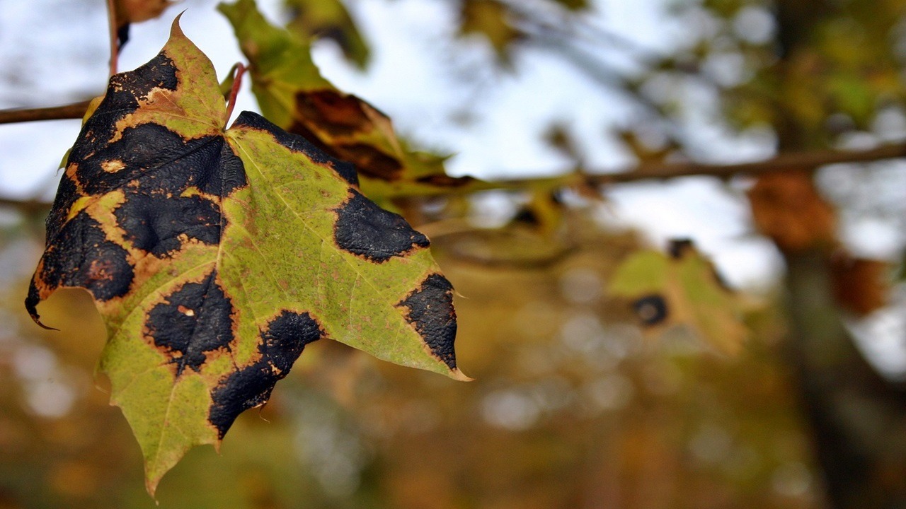 Foglie colpite da ticchiolatura