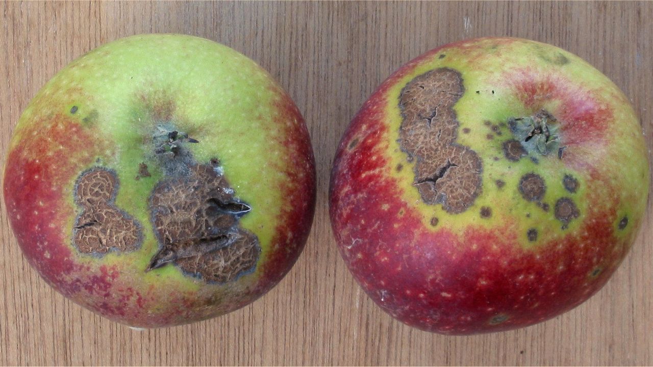 Frutti con ticchiolatura