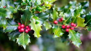 Sai qual è il vero significato dell’agrifoglio, la pianta simbolo del Natale?