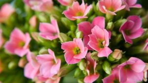 Kalanchoe, come coltivare la pianta grassa piccola e meravigliosa