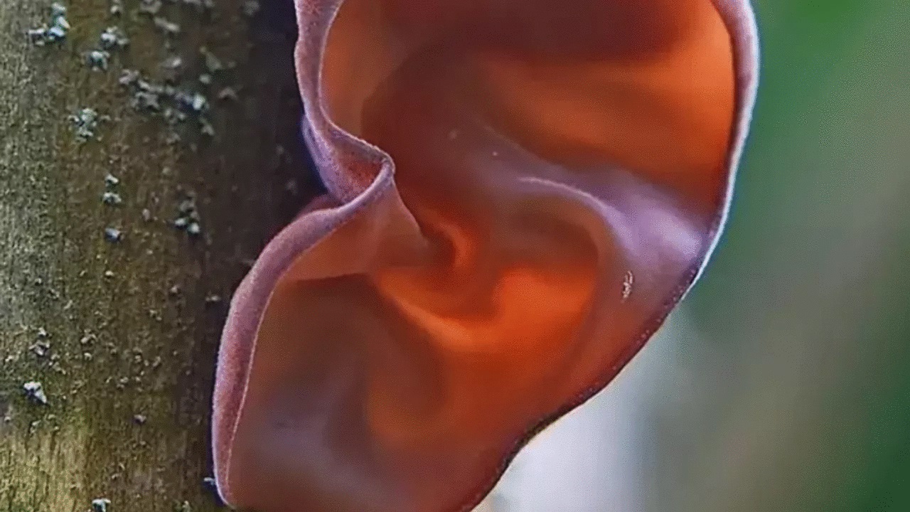 Auricularia Auricula