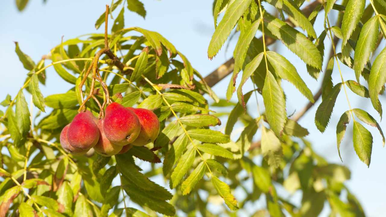 albero da frutta