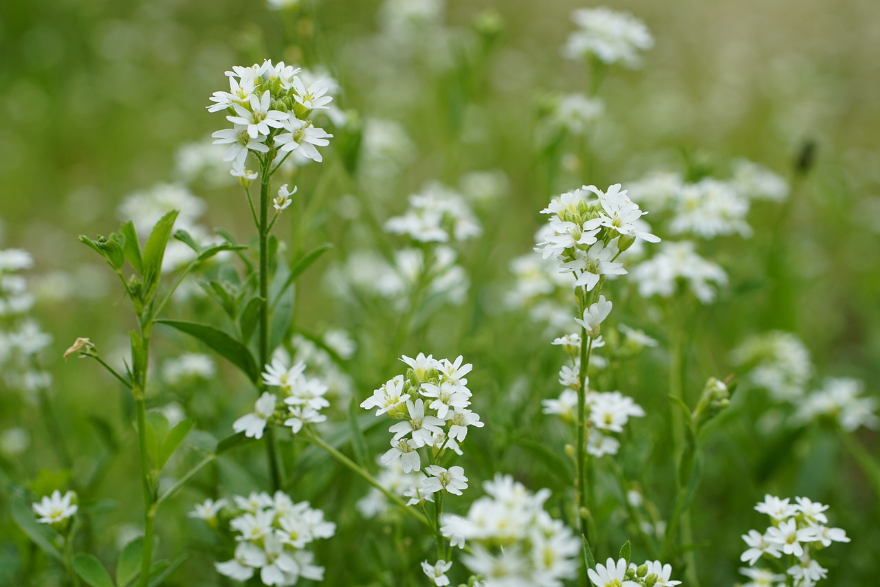 Fiori bianchi alisso