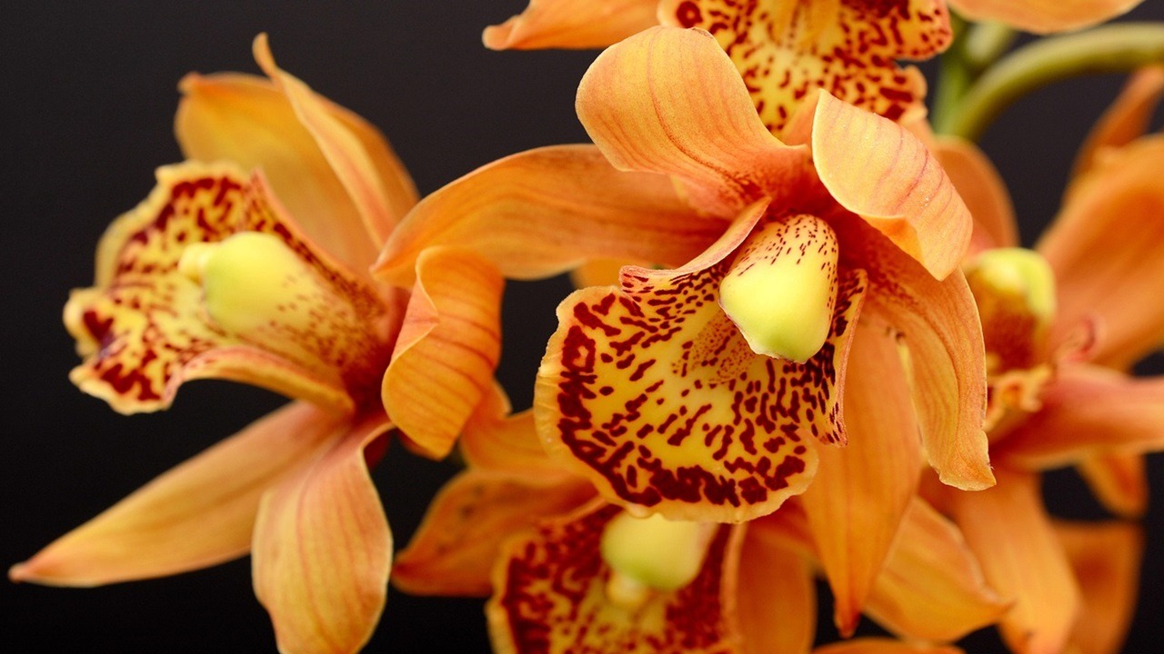 Orchidea arancio