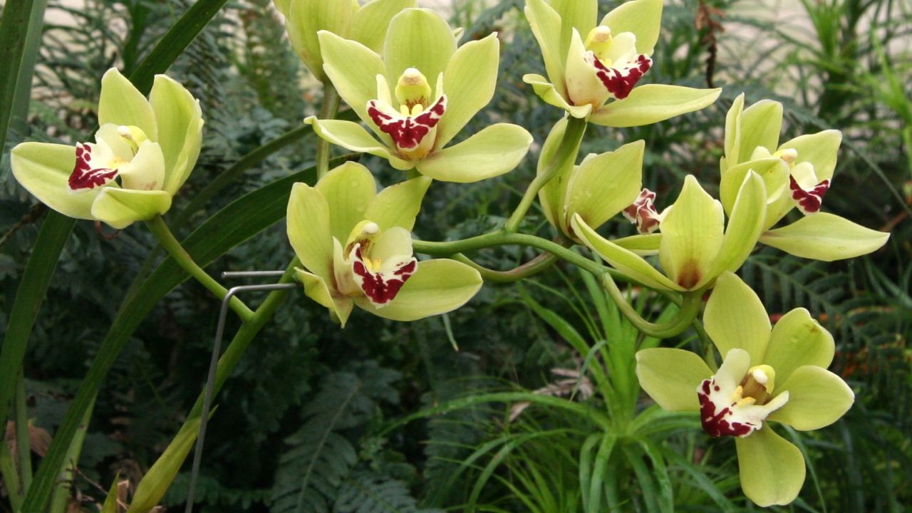 Orchidea