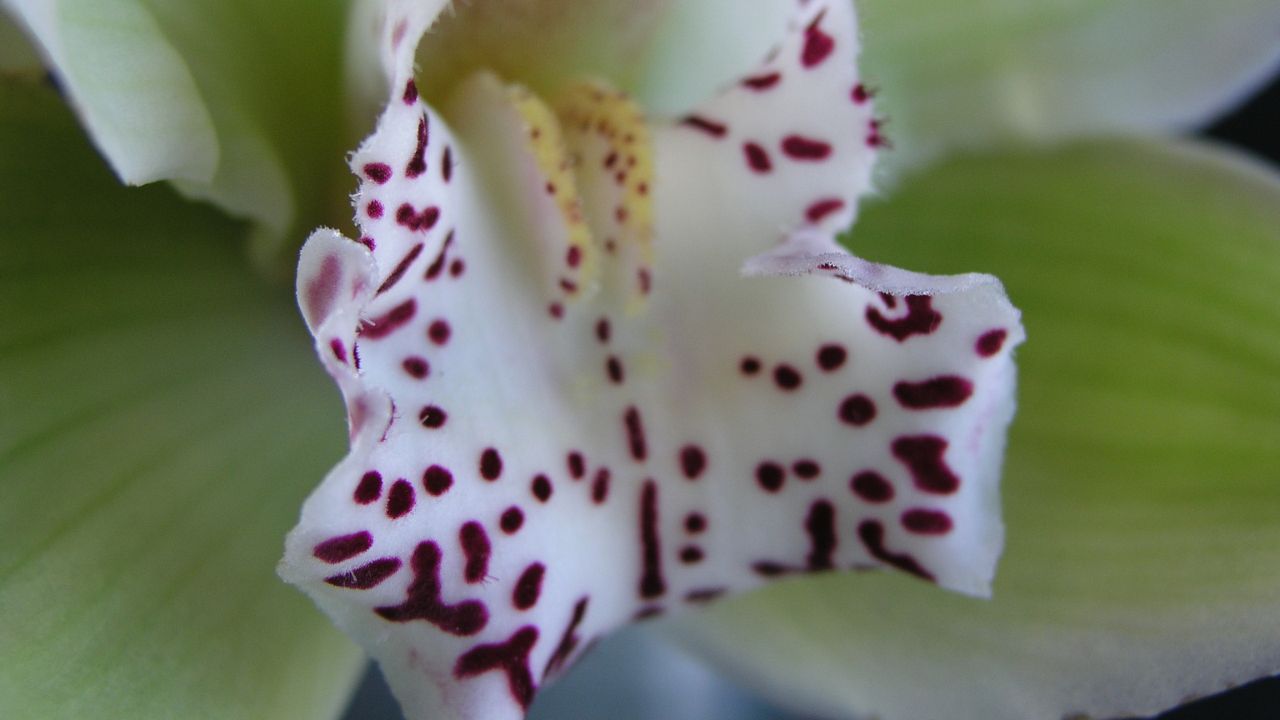 Labello del fiore di cymbidium