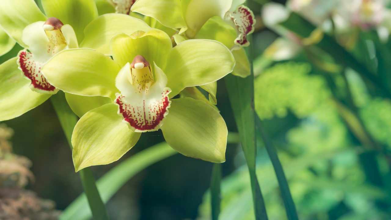 Orchidea cymbidium