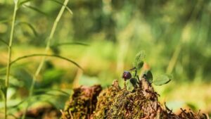 Come allontanare i parassiti dal tuo giardino