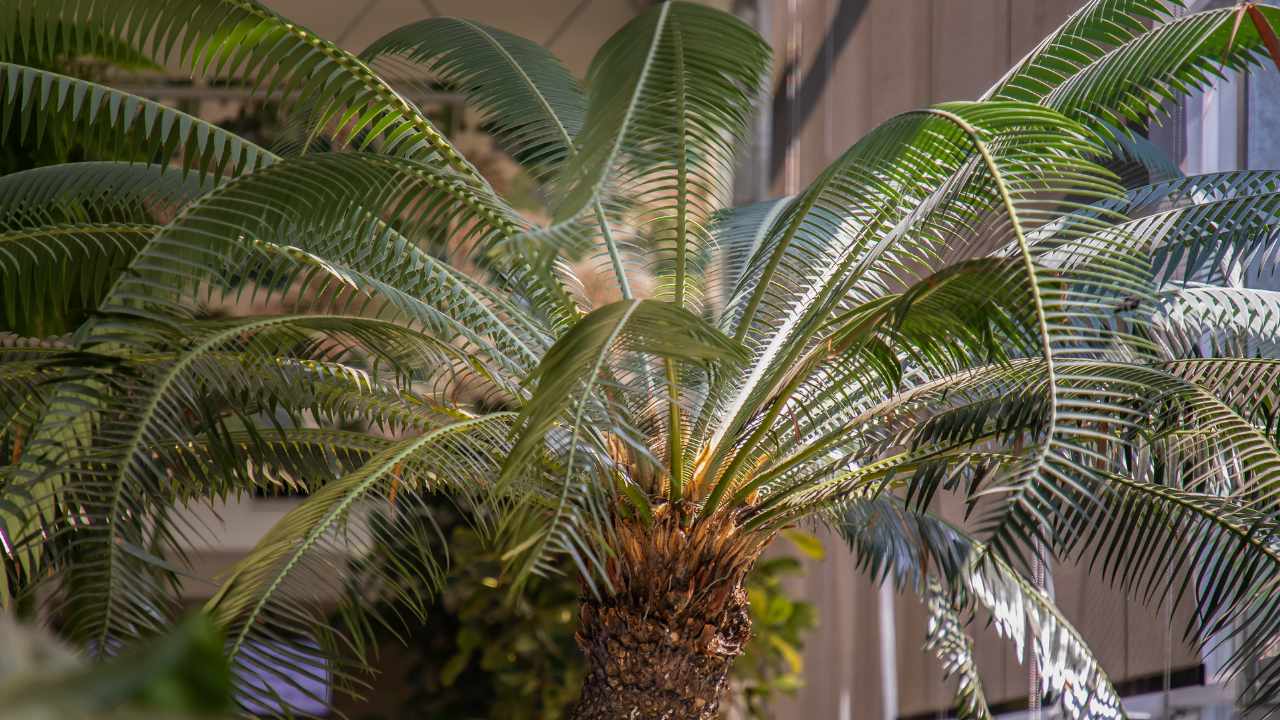 Bella Pianta di Cycas