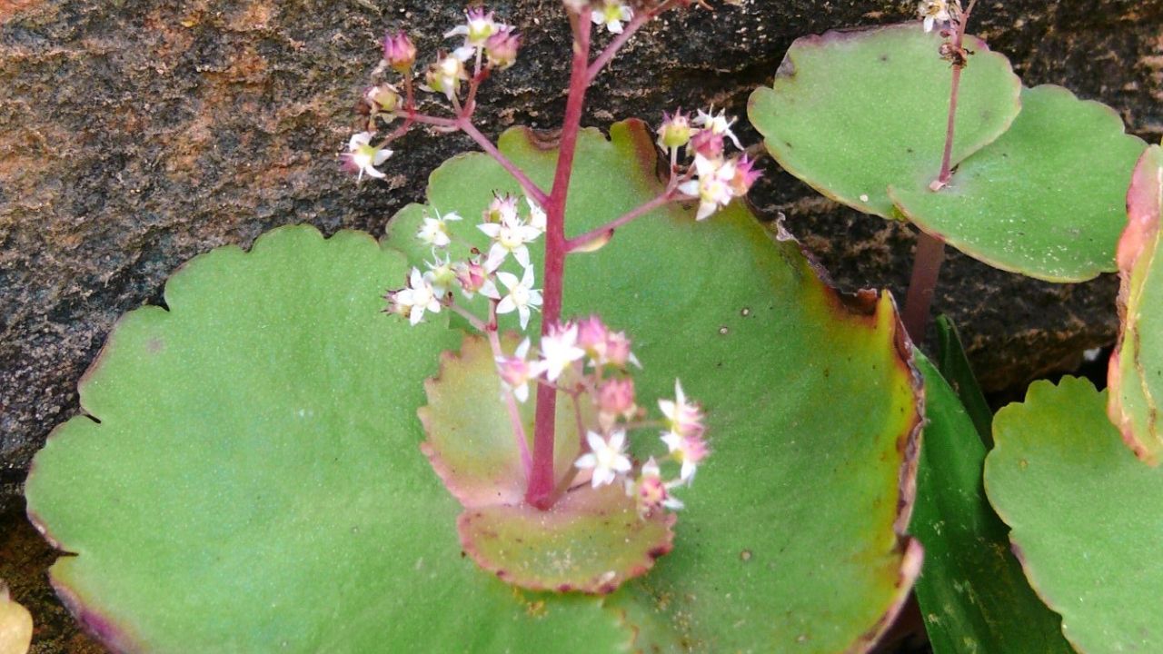 Crassula umbella