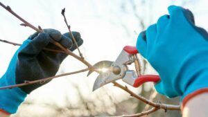 Alberi da potare tra marzo e aprile: scopri quali sono per una crescita sana