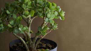 Crassula Ovata: come coltivarla e curarla