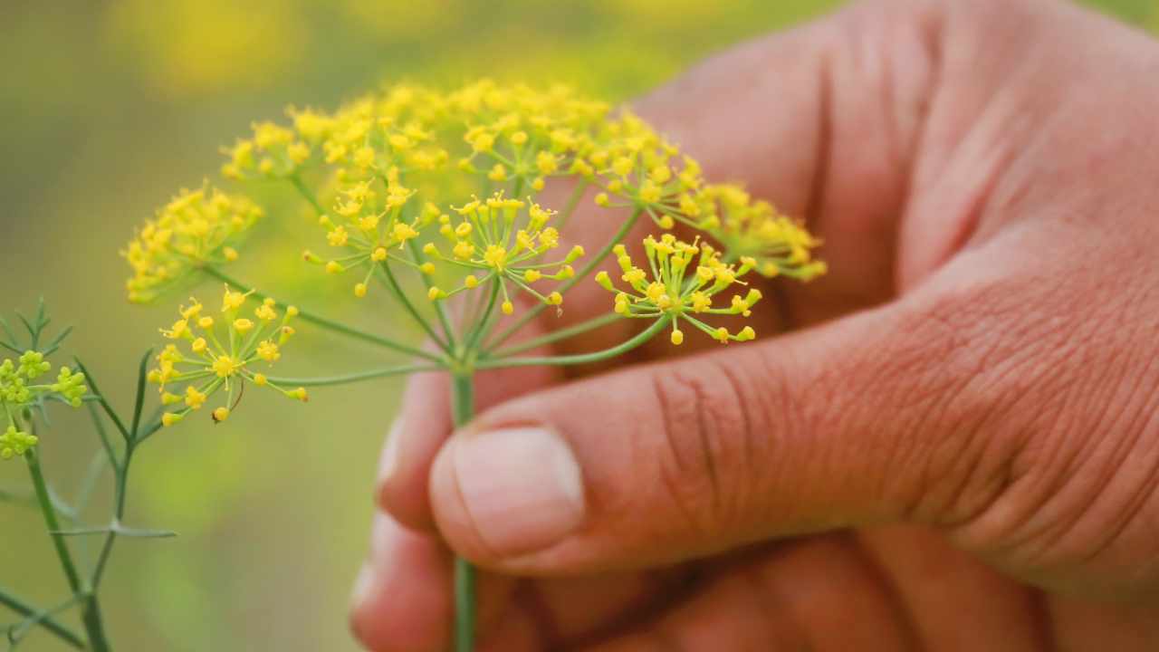 fiore commestibile