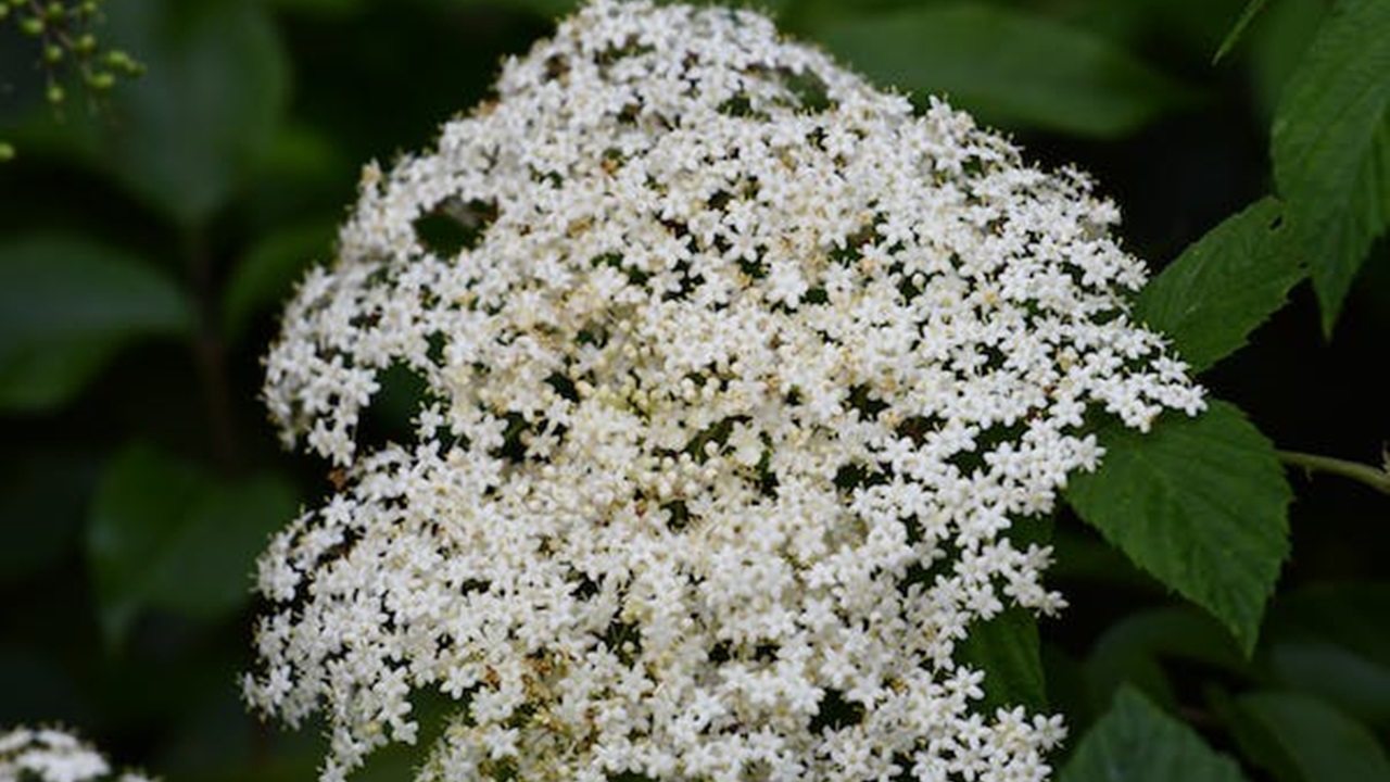 fiore di sambuco