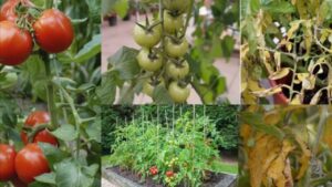 Perché le foglie di pomodoro cadono e la pianta non dà frutti: il motivo non è quello che tutti pensano