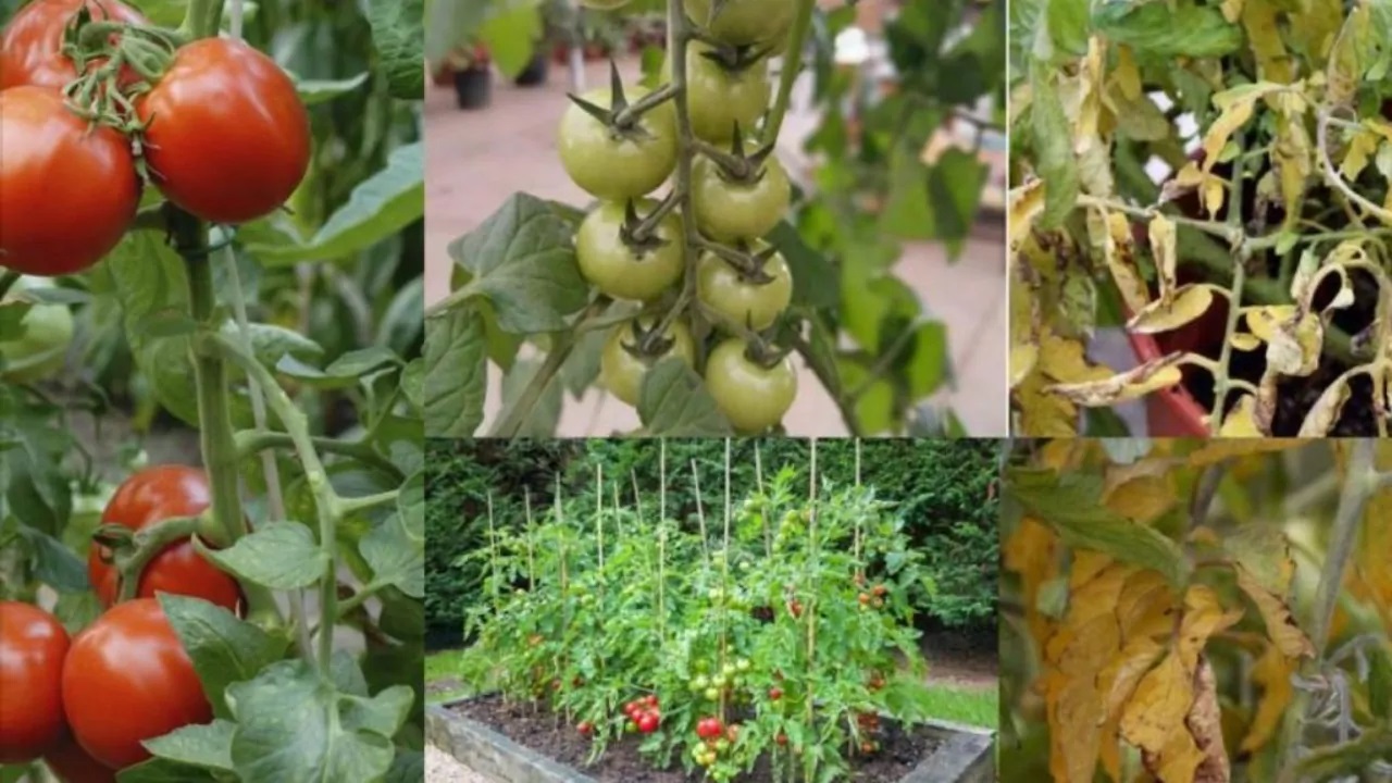 foglie pomodoro cadono