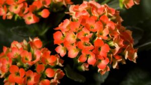 Kalanchoe, come coltivare la bellissima e colorata pianta grassa