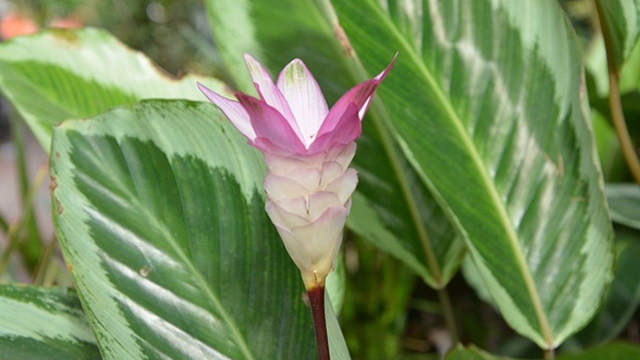 calathea