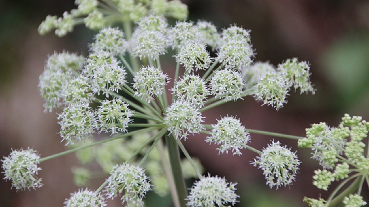 angelica