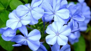 Come coltivare il bellissimo ed incantevole Plumbago