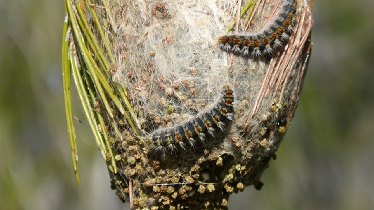 nido di processionaria