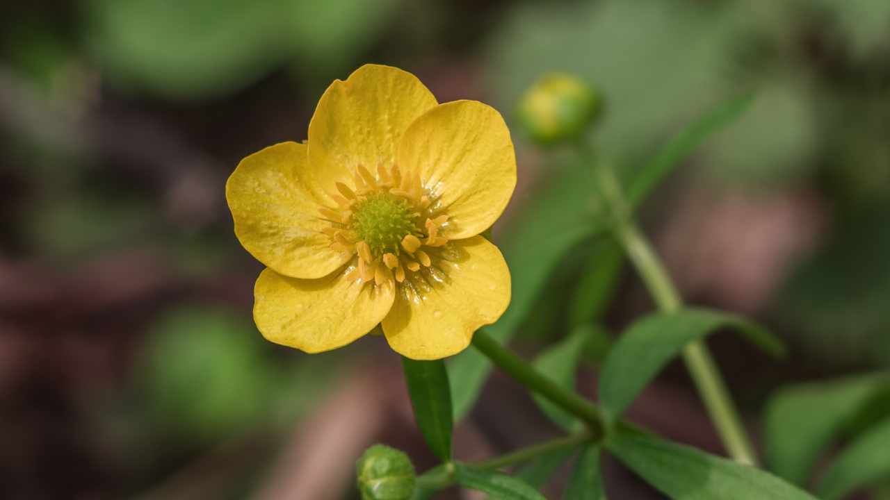 botton d'oro