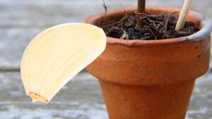 Perché in molti piantano uno spicchio d’aglio in balcone