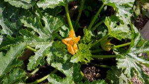 Come curare le zucchine con il bicarbonato