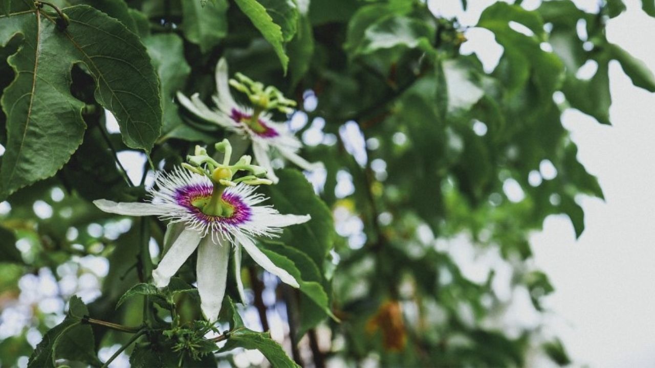 Specie di passiflora