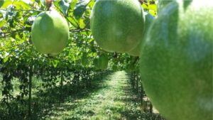 Albero di Maracuja, la pianta che dà vita ad un frutto straordinario