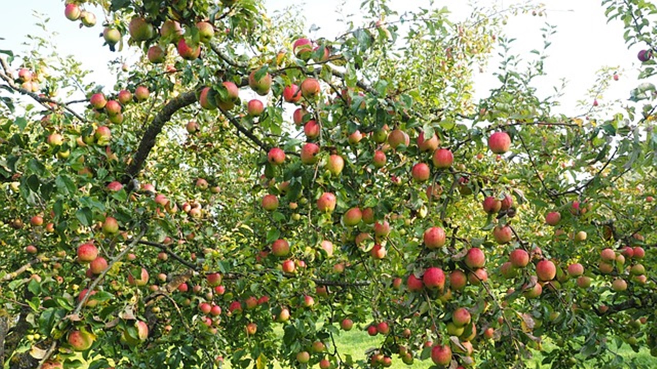 albero di mele