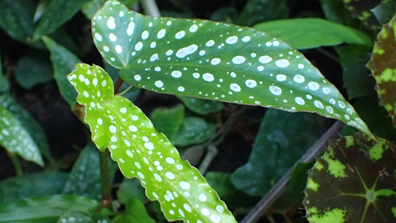 Primo piano begonia maculata