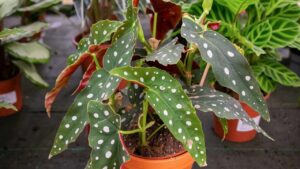 Begonia maculata per chi non ha il pollice verde: come si cura questa bellissima pianta