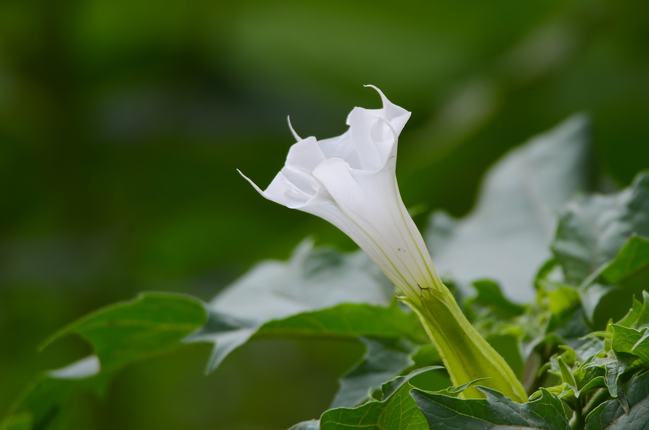 Esemplare datura