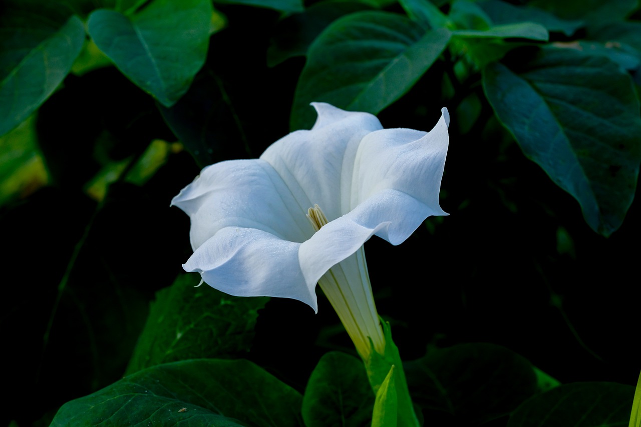 Datura macro