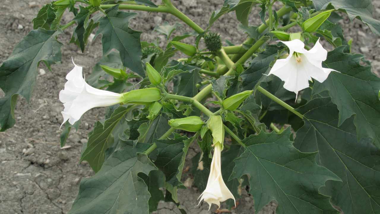 Fiori bianchi datura