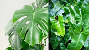 Sai qual è la differenza tra filodendro e monstera deliciosa? Te la diciamo noi