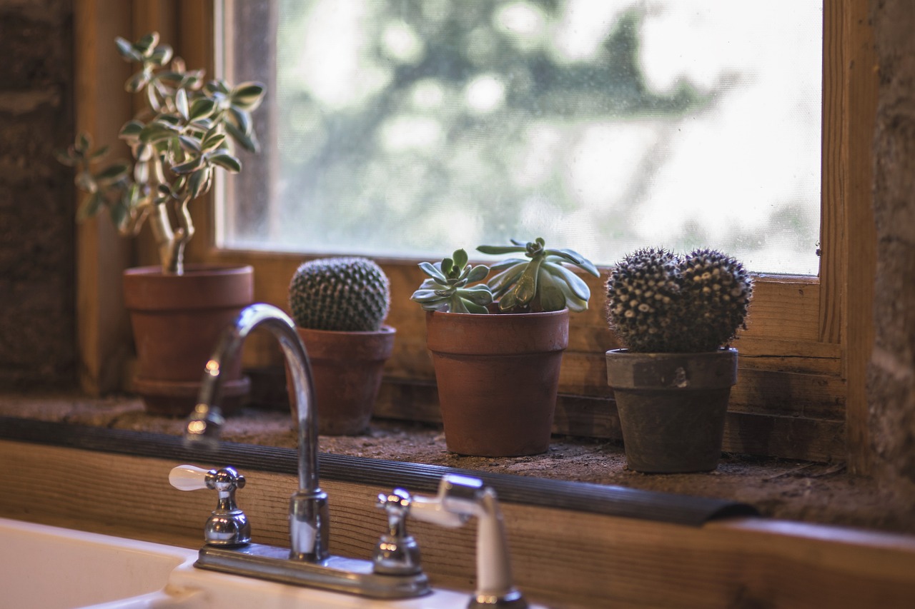 Cactus sopra il lavello