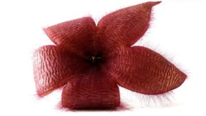 Stapelia grandiflora, il fiore che sembra un Demogorgone