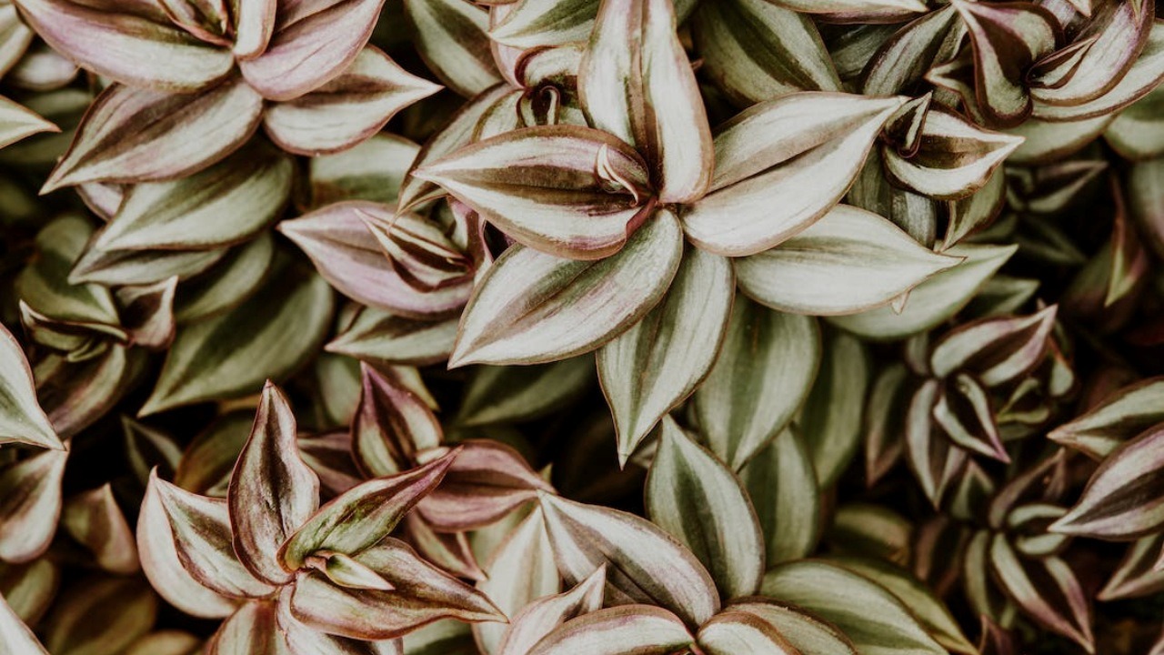 Primo piano Tradescantia Spathacea