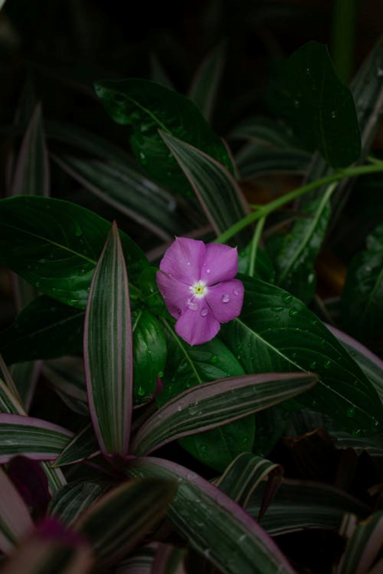 Fiore Tradescantia Spathacea