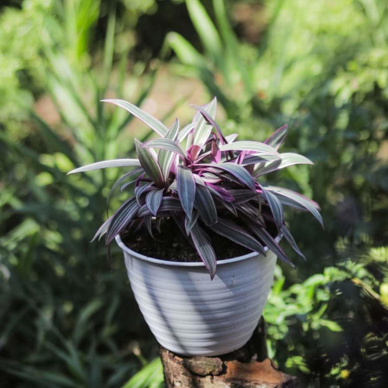 Esemplare di Tradescantia Spathacea